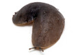 Laevicaulis alte Malaysia adult